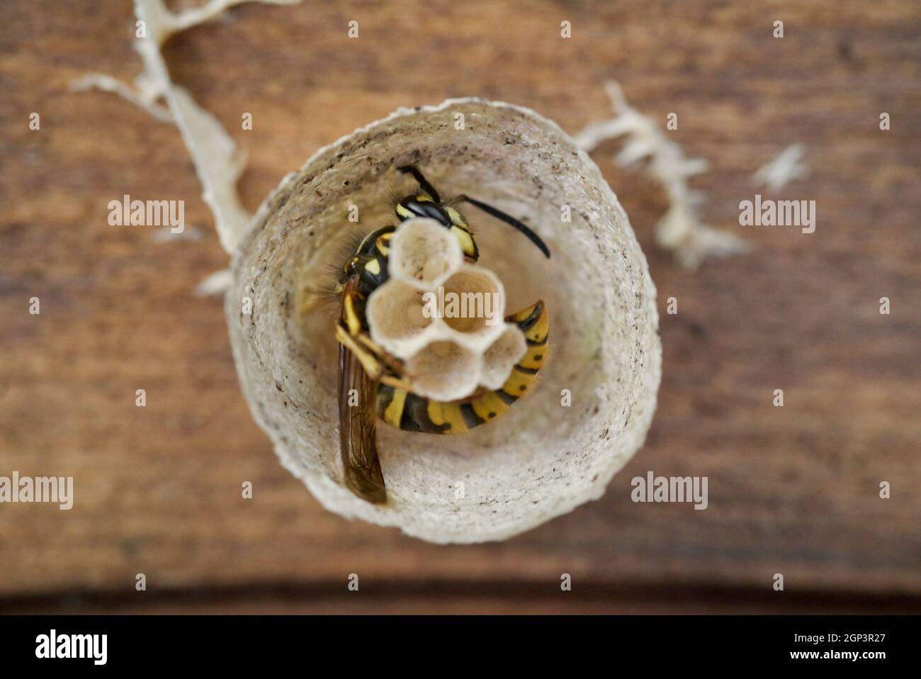 Queen wasp early stages of building a nest in garden shed UK. Queen