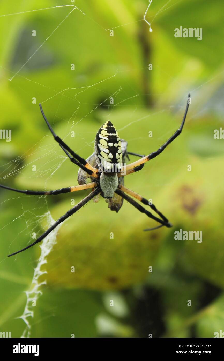 Black and Yellow Garden Spider Argiope aurantia, Eating Prey in Fig Tree Stock Photo