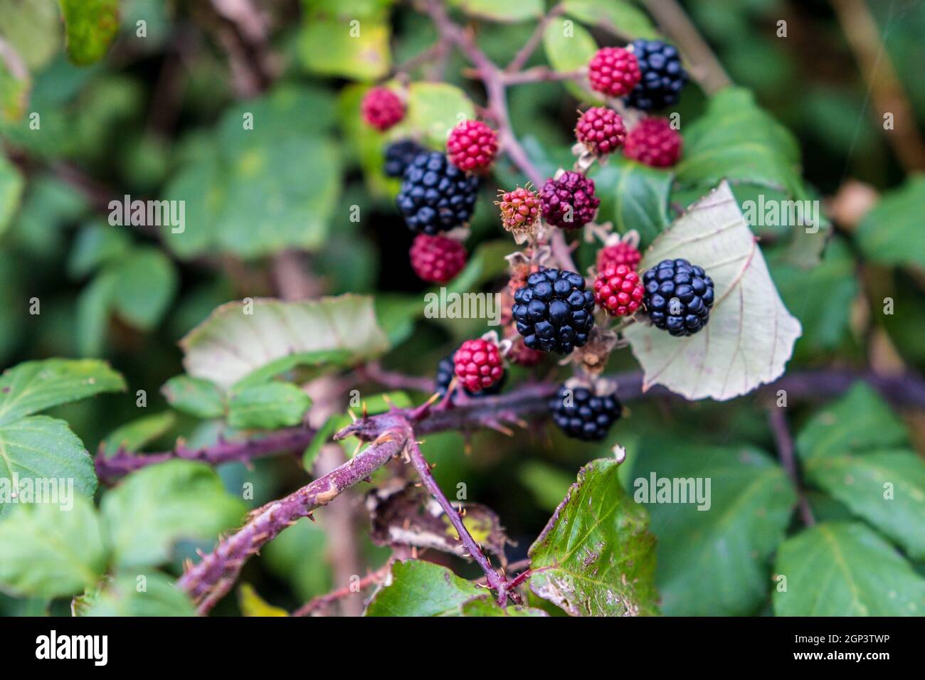 Blackberries / Brambles in a hedgerow Stock Photo