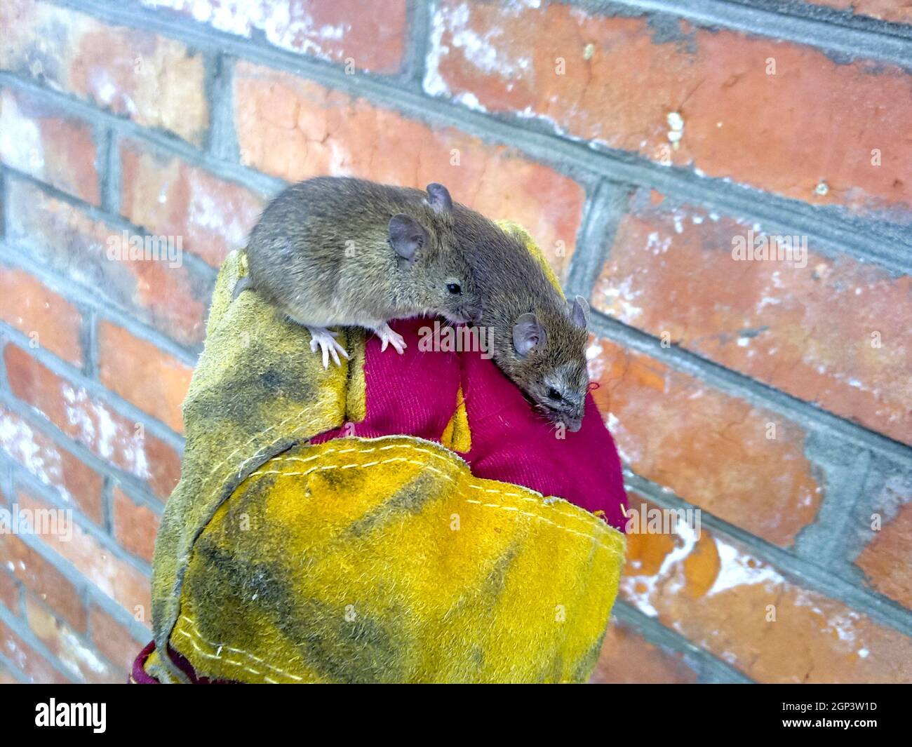 Mice in hand. a Ordinary house mice Stock Photo