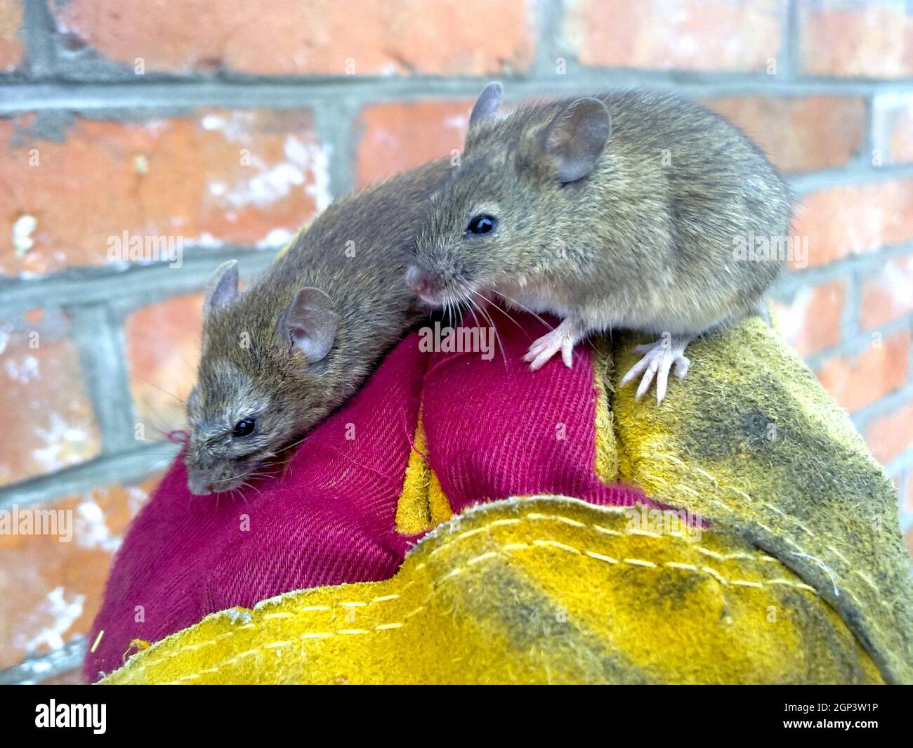 Mice in hand. a Ordinary house mice Stock Photo