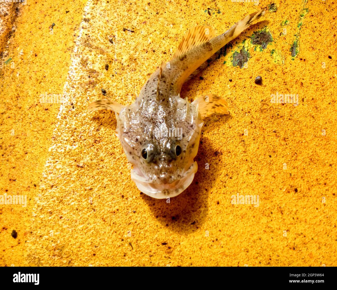 fish goby on a yellow background. bull fish Stock Photo