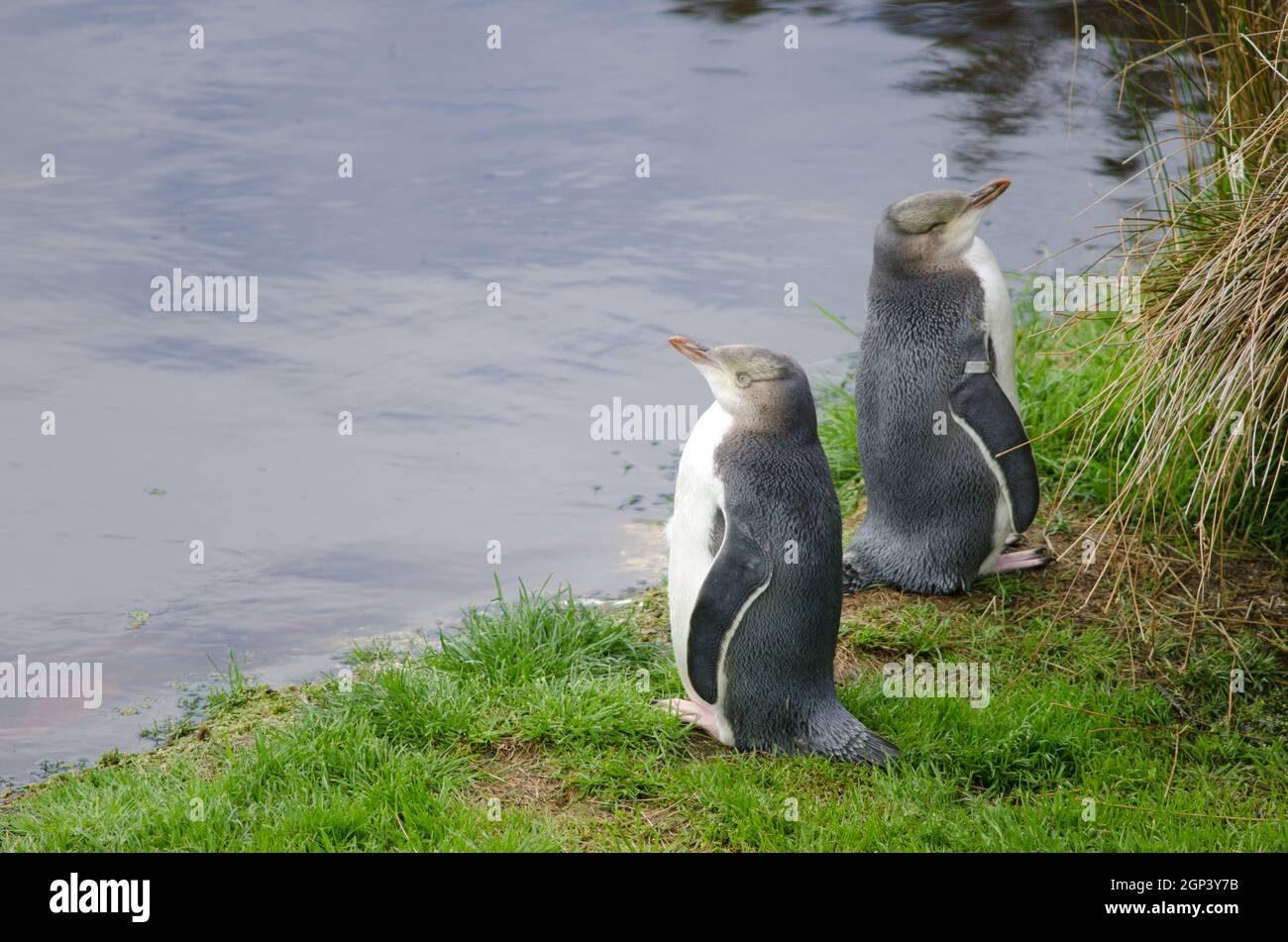Yellow-eyed penguins Megadyptes antipodes. Immatures under controlled