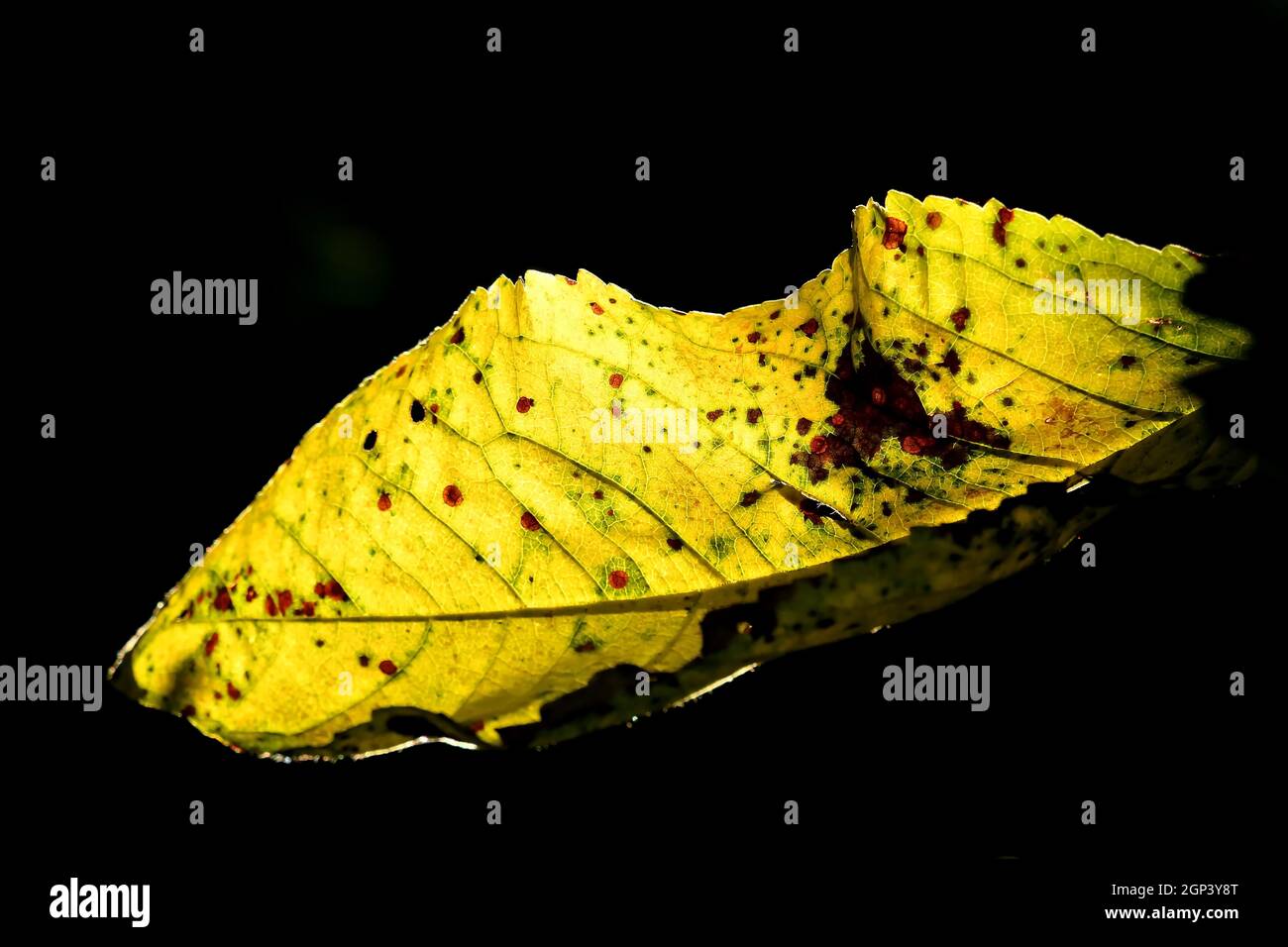 autumnal colored leaf in backlit Stock Photo