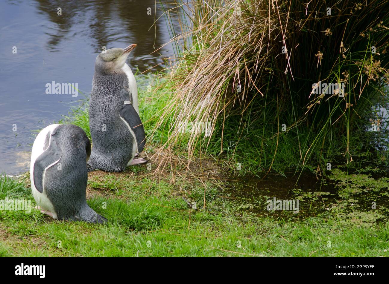 Yellow-eyed penguins Megadyptes antipodes. Immatures under controlled