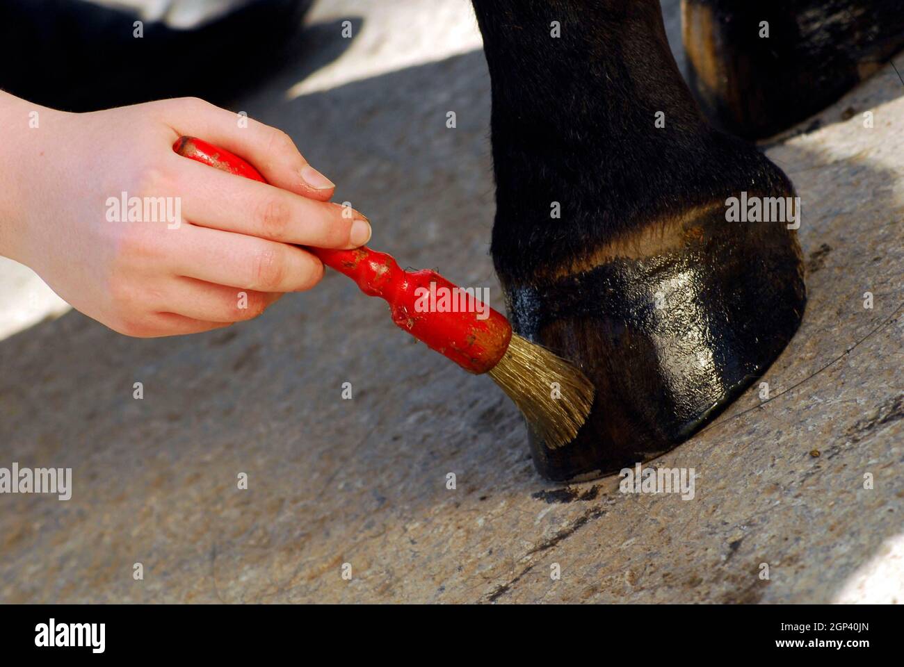 Cleaning a horse hoof in horse care and animal husbandry Stock Photo