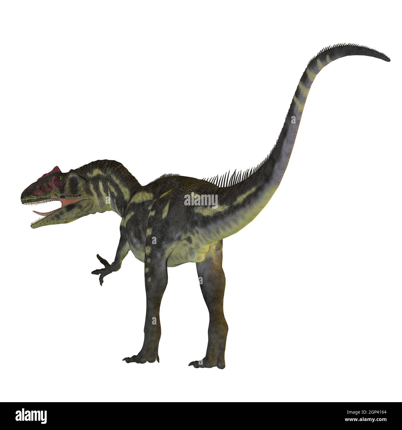 Allosaurus was a carnivorous theropod dinosaur that lived in North America in the Jurassic Period. Stock Photo