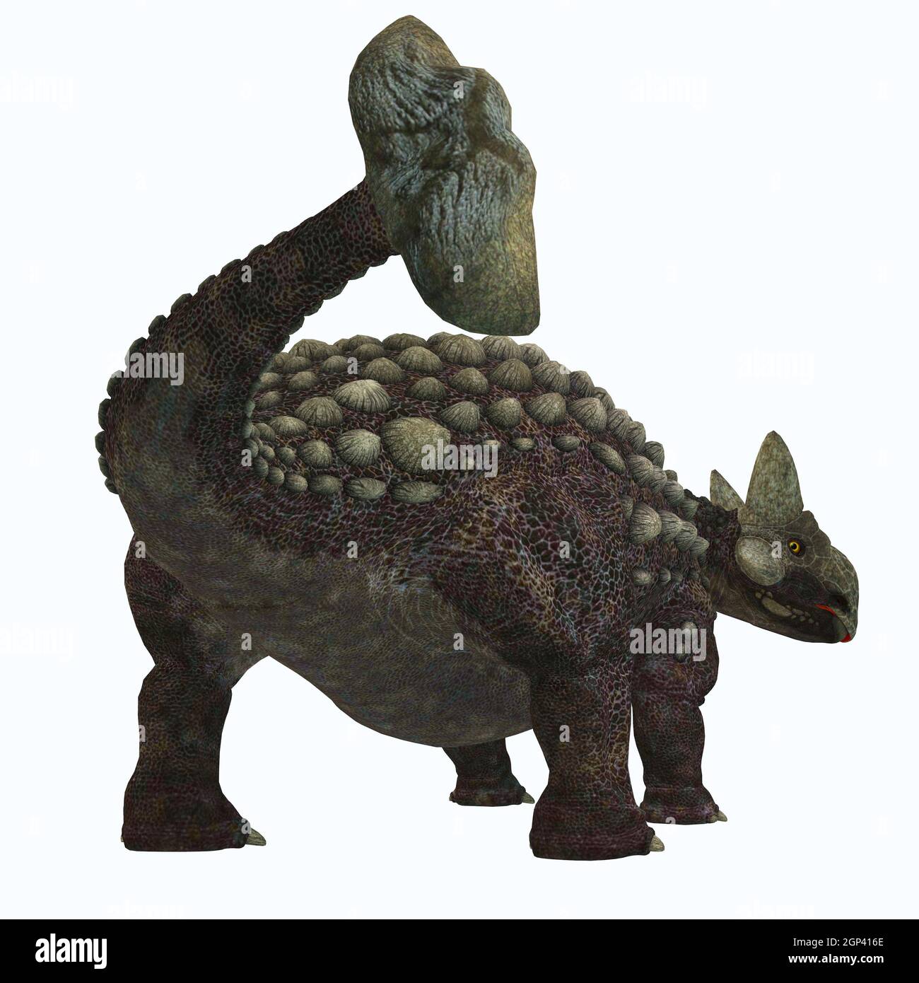 Ankylosaurus was a herbivorous armored dinosaur that lived in North America in the Cretaceous Period. Stock Photo