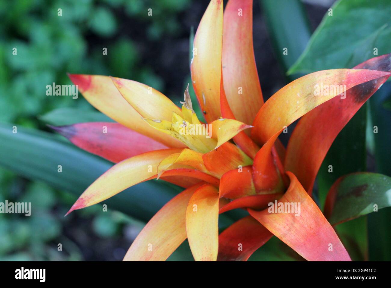 Guzmania lingulata (droophead tufted airplant or scarlet star) is a species of flowering plant in the bromeliad family Bromeliaceae, subfamily Tilland Stock Photo