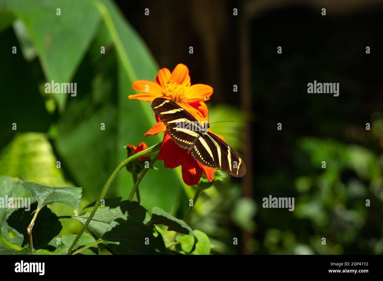 The Zebra Longwing or Zebra Heliconian (Heliconius charithonia), is a Butterfly Perched on a Daisy in a Garden Stock Photo