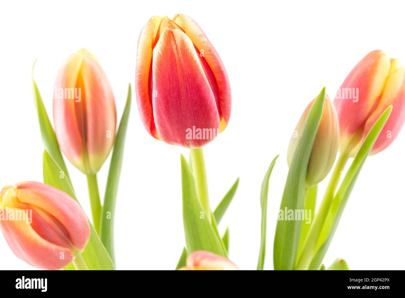 Spring tulip flowers isolated on white background Stock Photo - Alamy