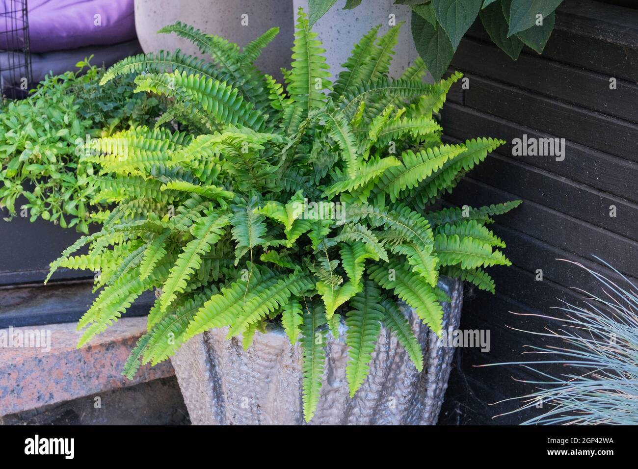 Green plants in pot in courtyard for landscape design. Plants for house. Green house. Residential design concept. Stock Photo
