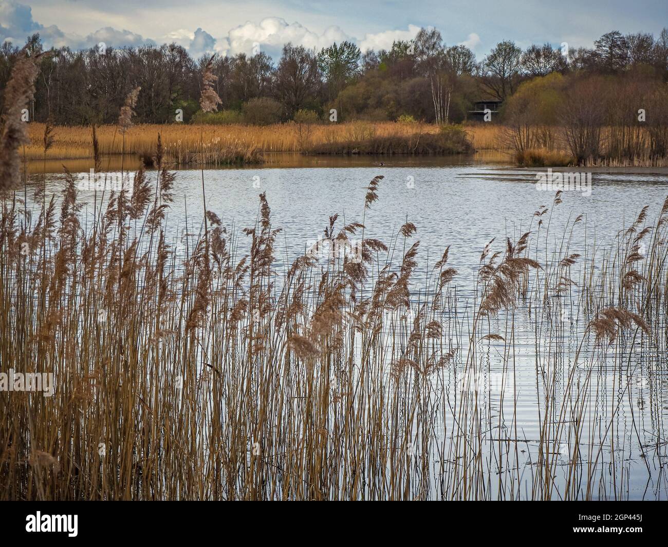 Reeds beside a lake in the wetland nature reserve Potteric Carr in South Yorkshire, England Stock Photo