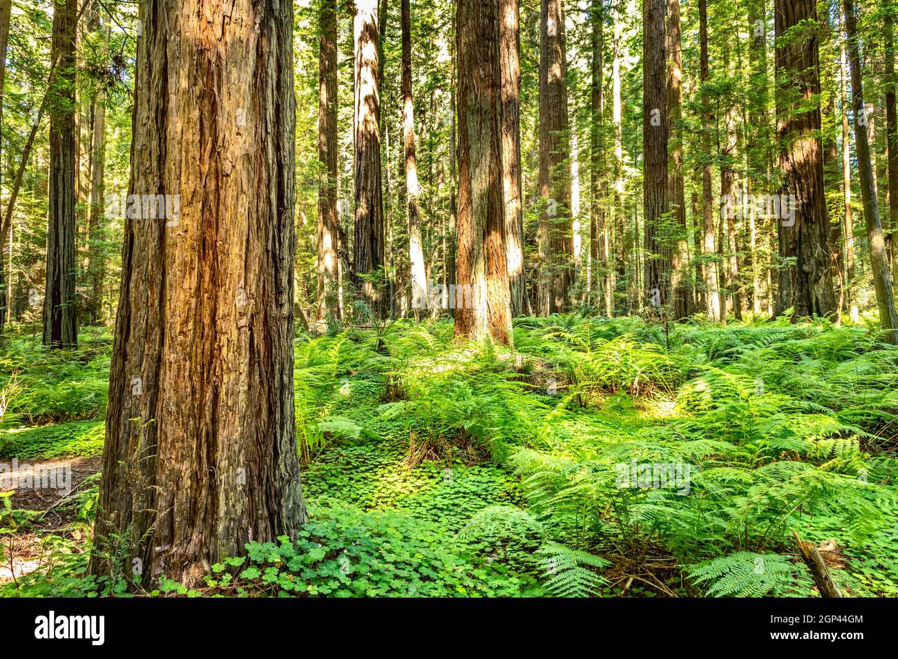 Giant Redwood trees in the Redwood National and State Parks, Avenue of
