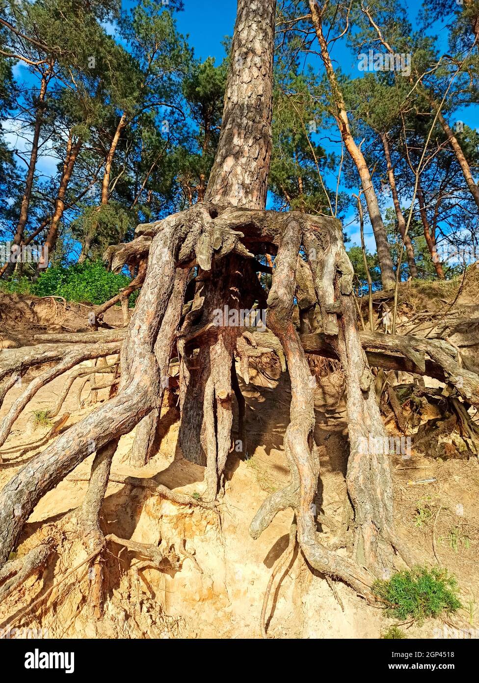 Pine tree with huge roots in the forest. Pine root growing above the