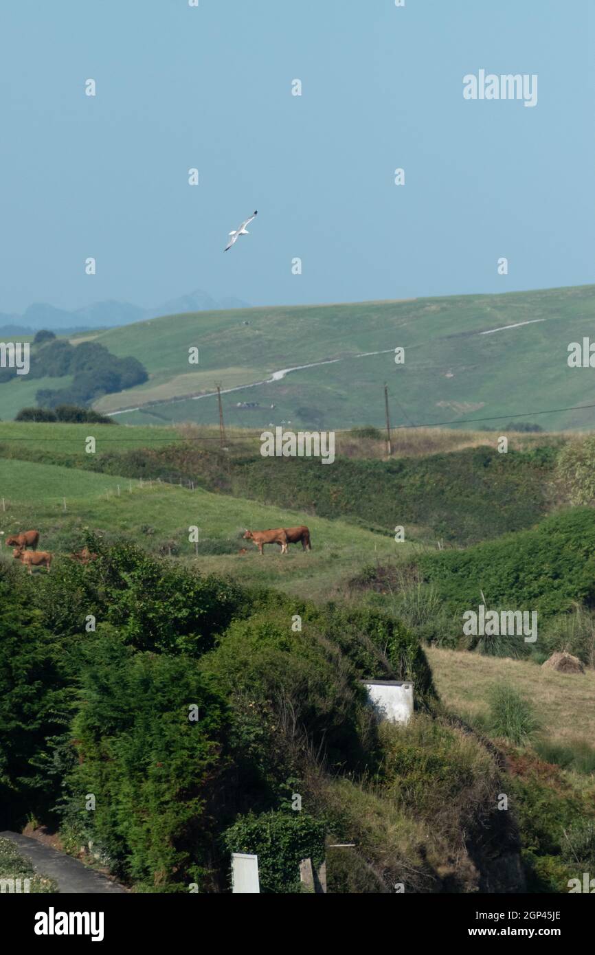 Vertical shot of fresh green grass field with cows grazing and a bird ...