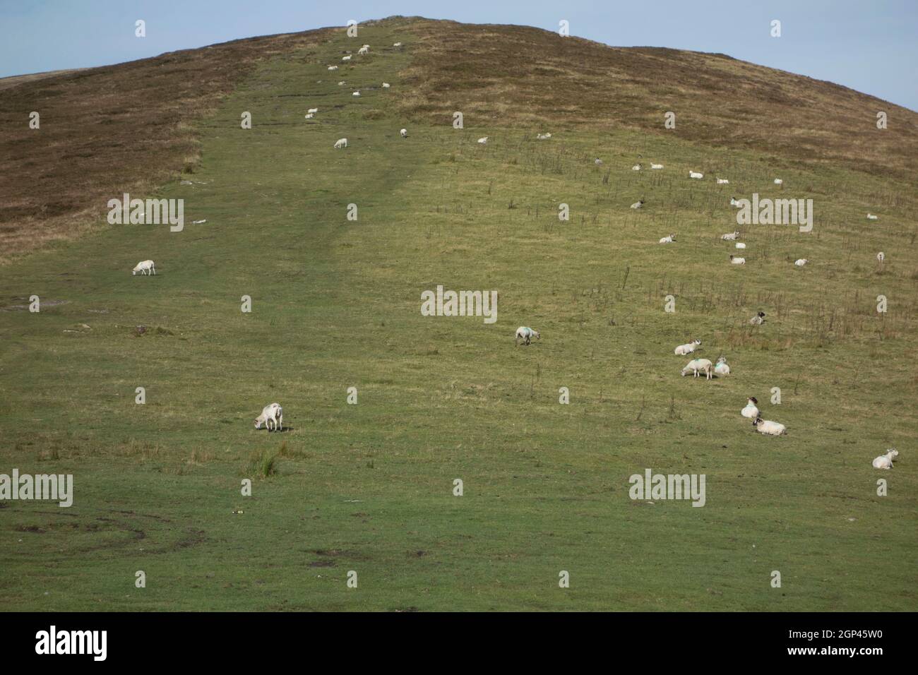 Farmer flock ireland hires stock photography and images Alamy