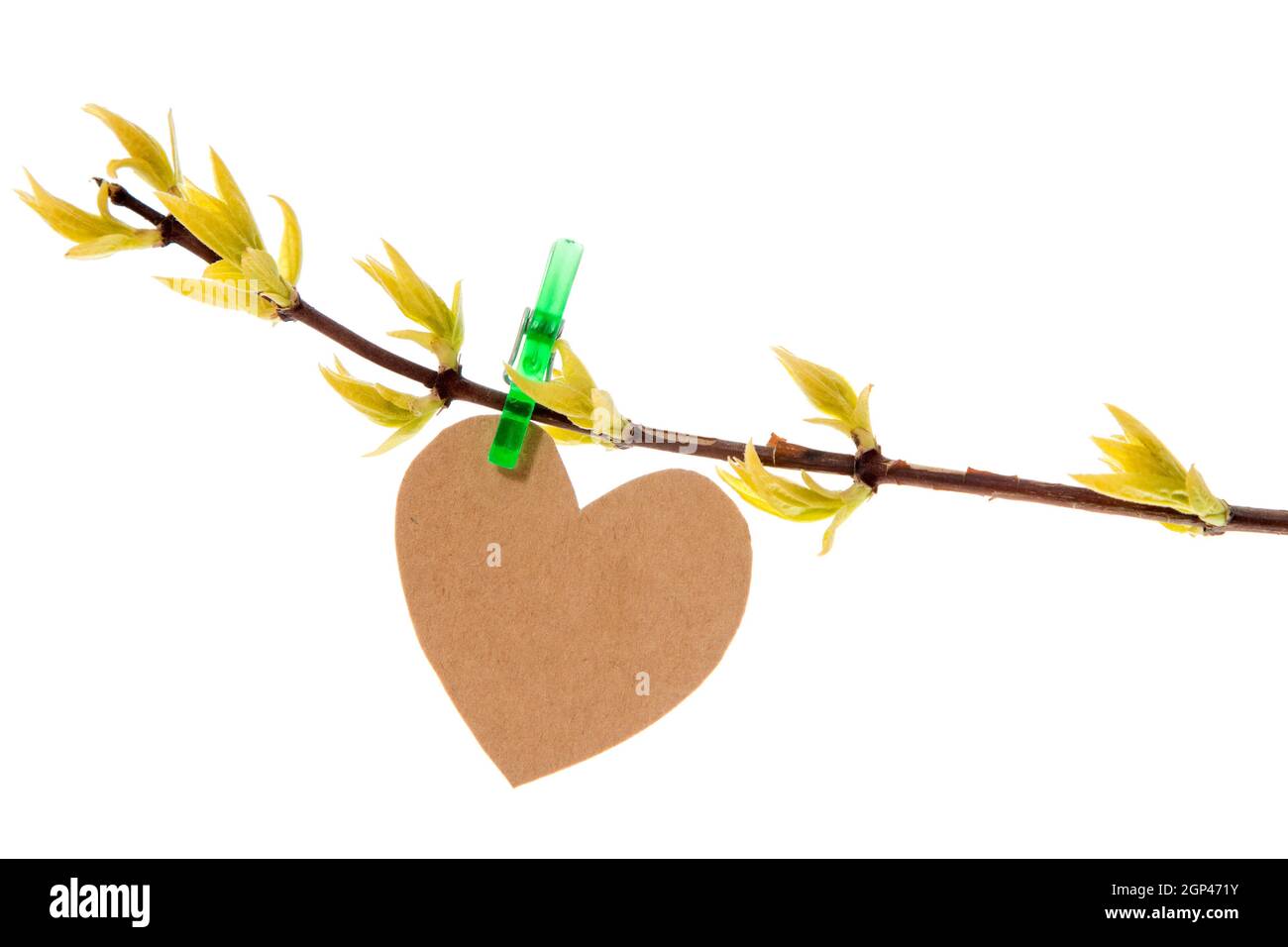 Paper heart hanging on the spring branch. Isolated on white background ...