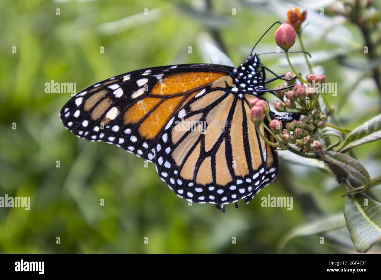 monarch butterfly feeding from a flower Stock Photo - Alamy