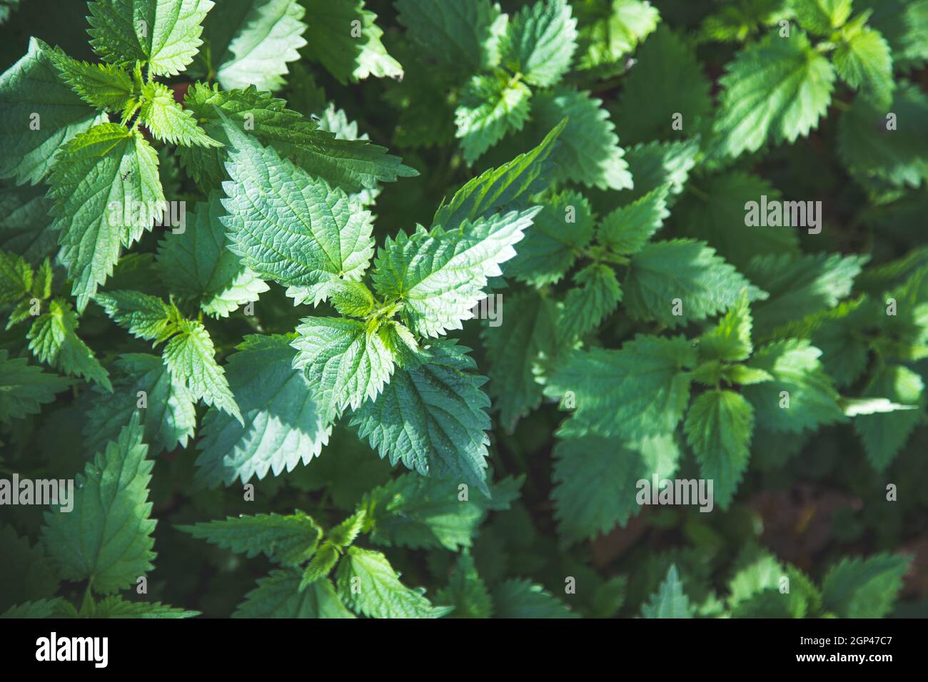 Stinging green nettle leaves background texture Stock Photo