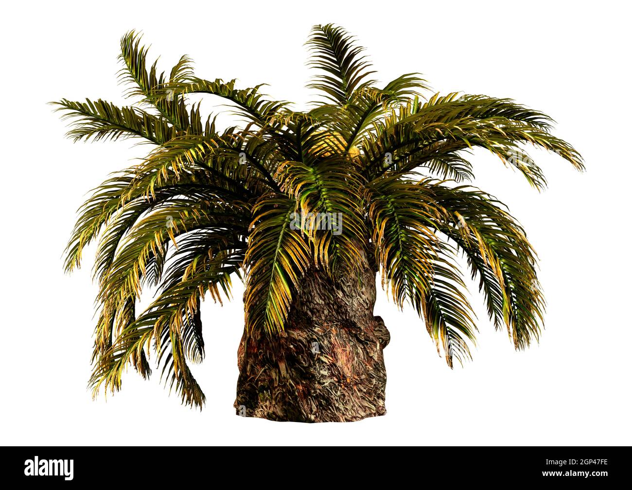3D rendering of a sago palm tree or Metroxylon sagu  isolated on white background Stock Photo