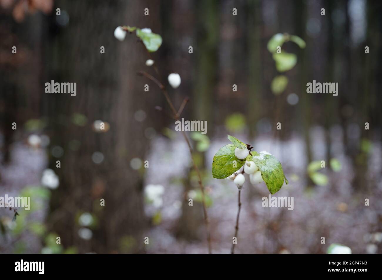 The end of November in the forest, wet leaves and fruits of the white snowberry, the beginning of winter in the era of global warming, copy space Stock Photo