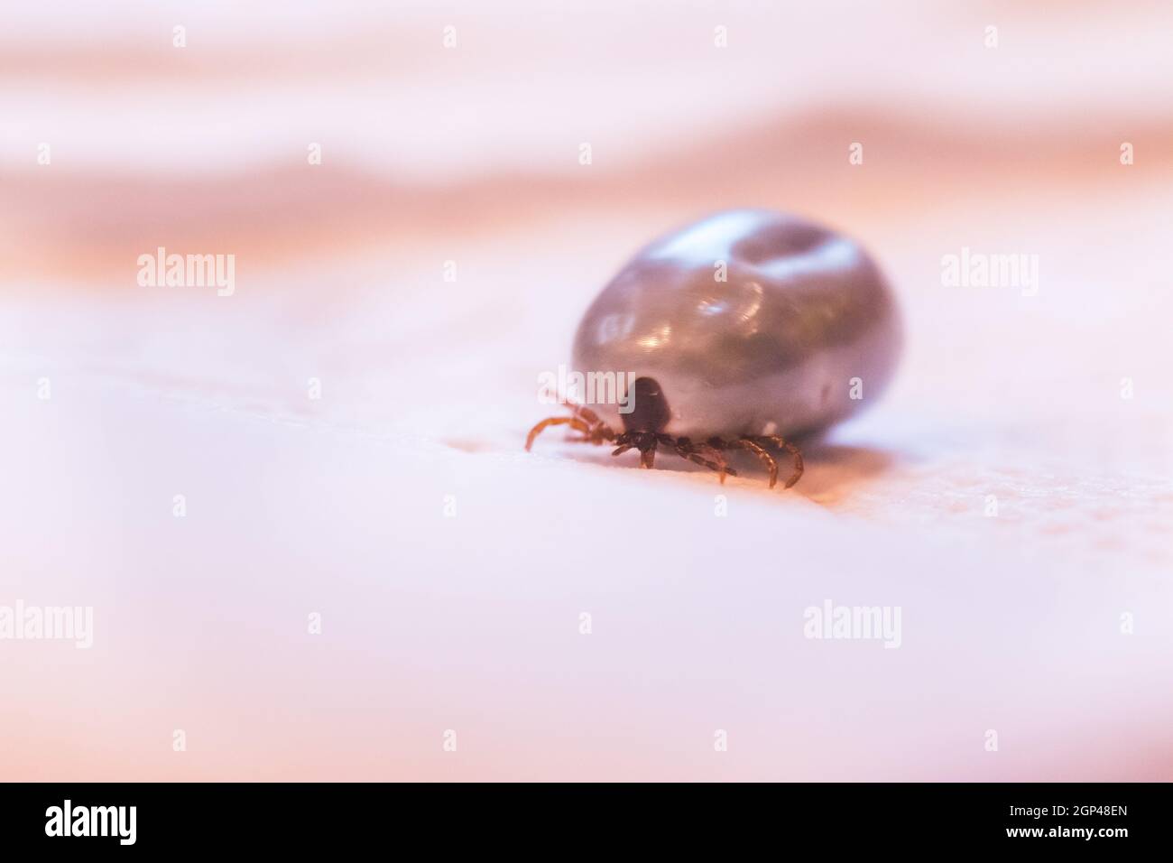 Close up of fully blood filled tick Stock Photo