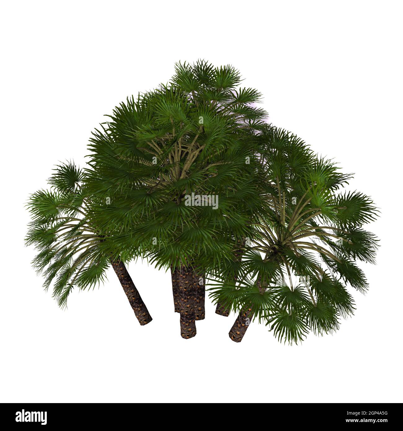 A native Mediterranean palm tree often found as a thick shrub and