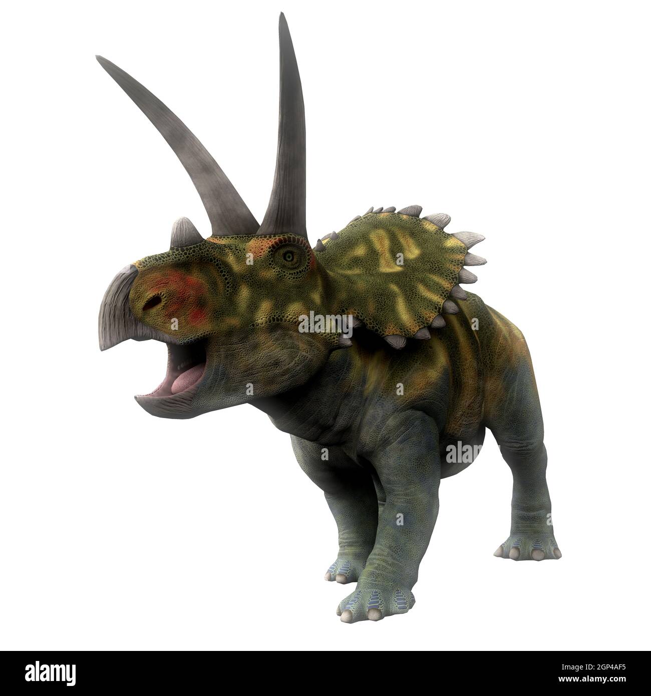 Coahuilaceratops was a ceratopsian herbivorous dinosaur that lived in the Cretaceous Period of Mexico. Stock Photo