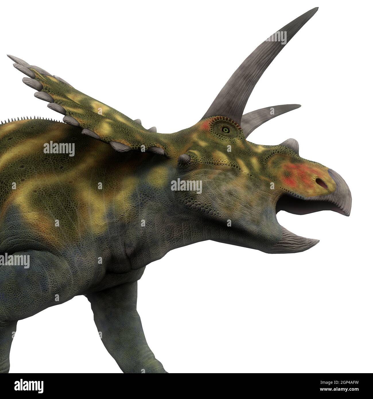 Coahuilaceratops was a ceratopsian herbivorous dinosaur that lived in the Cretaceous Period of Mexico. Stock Photo