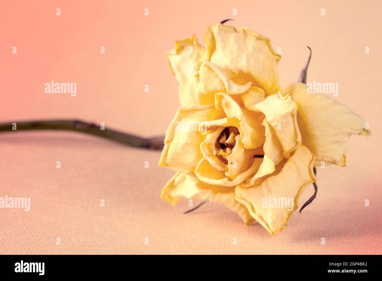 Yellow Dry Roses Dry yellow rose on pink background,vintage color tone Stock Photo - Alamy