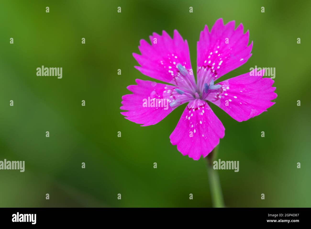 beautiful pink flower Dianthus Maiden Pink in summer meadow ( Dianthus Deltoides) Stock Photo