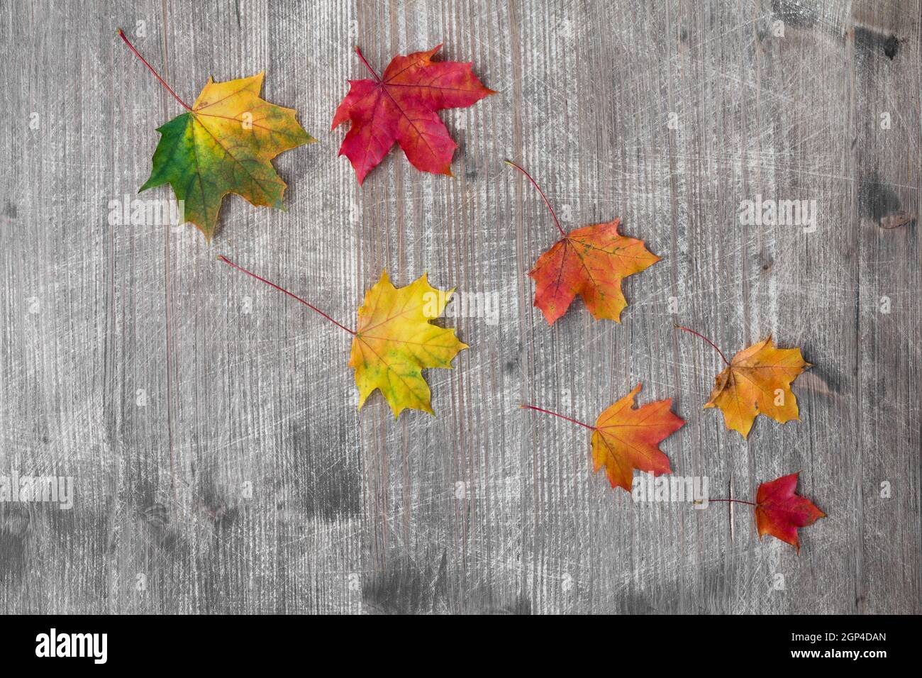 Colorful fall maple leaves on old wooden background.Top view Stock ...