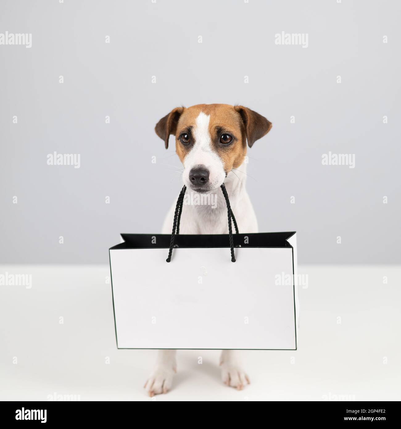 Parcel hotsell jack russel