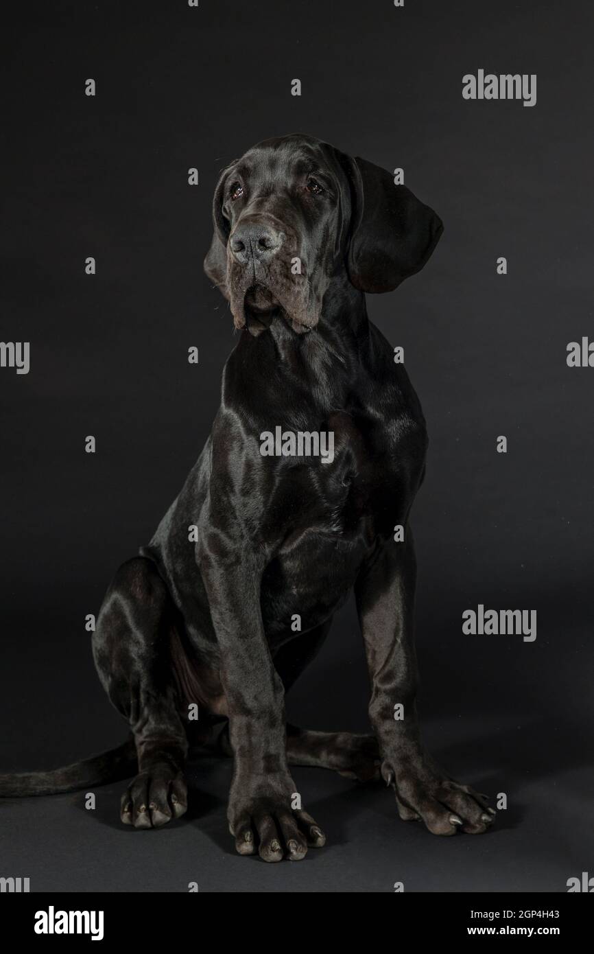 Black great dane dog portrait sitting in studio on black background Stock Photo