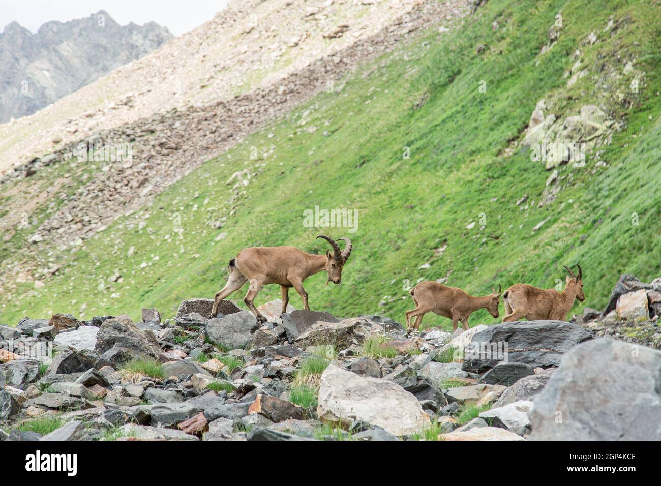 Several specimens of ibex graze in the national park reserve in the mountains. Close-up of mountain goats. A family of mountain goats graze in the mou Stock Photo