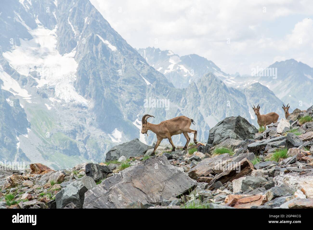 Several specimens of ibex graze in the national park reserve in the mountains. Close-up of mountain goats. A family of mountain goats graze in the mou Stock Photo