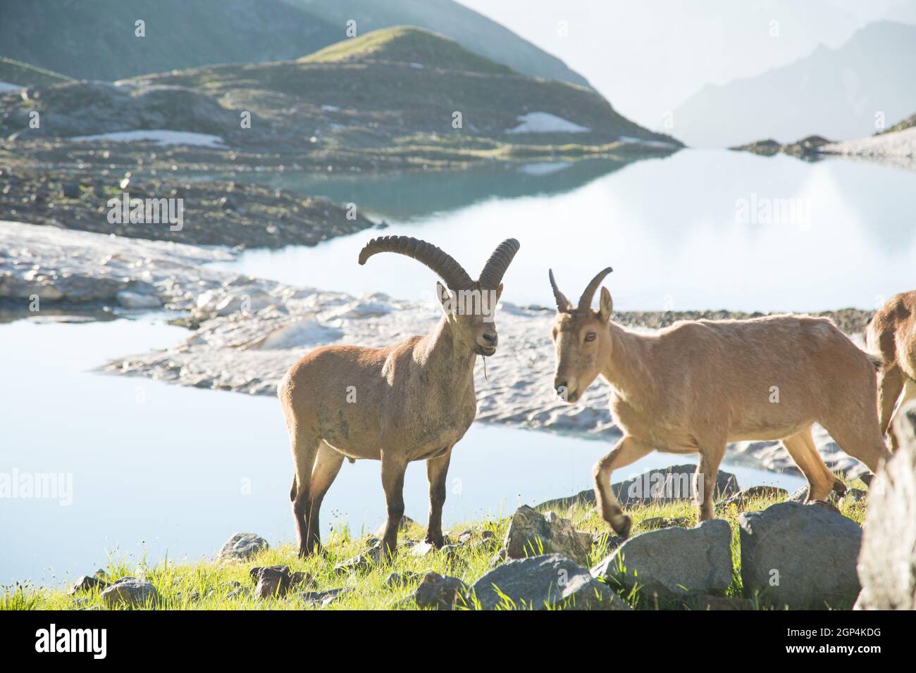 Several specimens of ibex graze in the national park reserve in the mountains. Close-up of mountain goats. A family of mountain goats graze in the mou Stock Photo