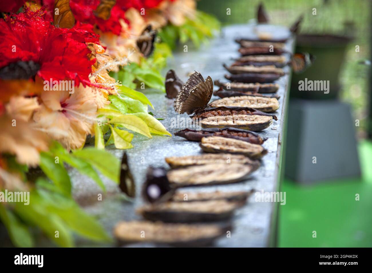 Beautiful swallowtail butterflies fly and feed in a botanical garden in ...