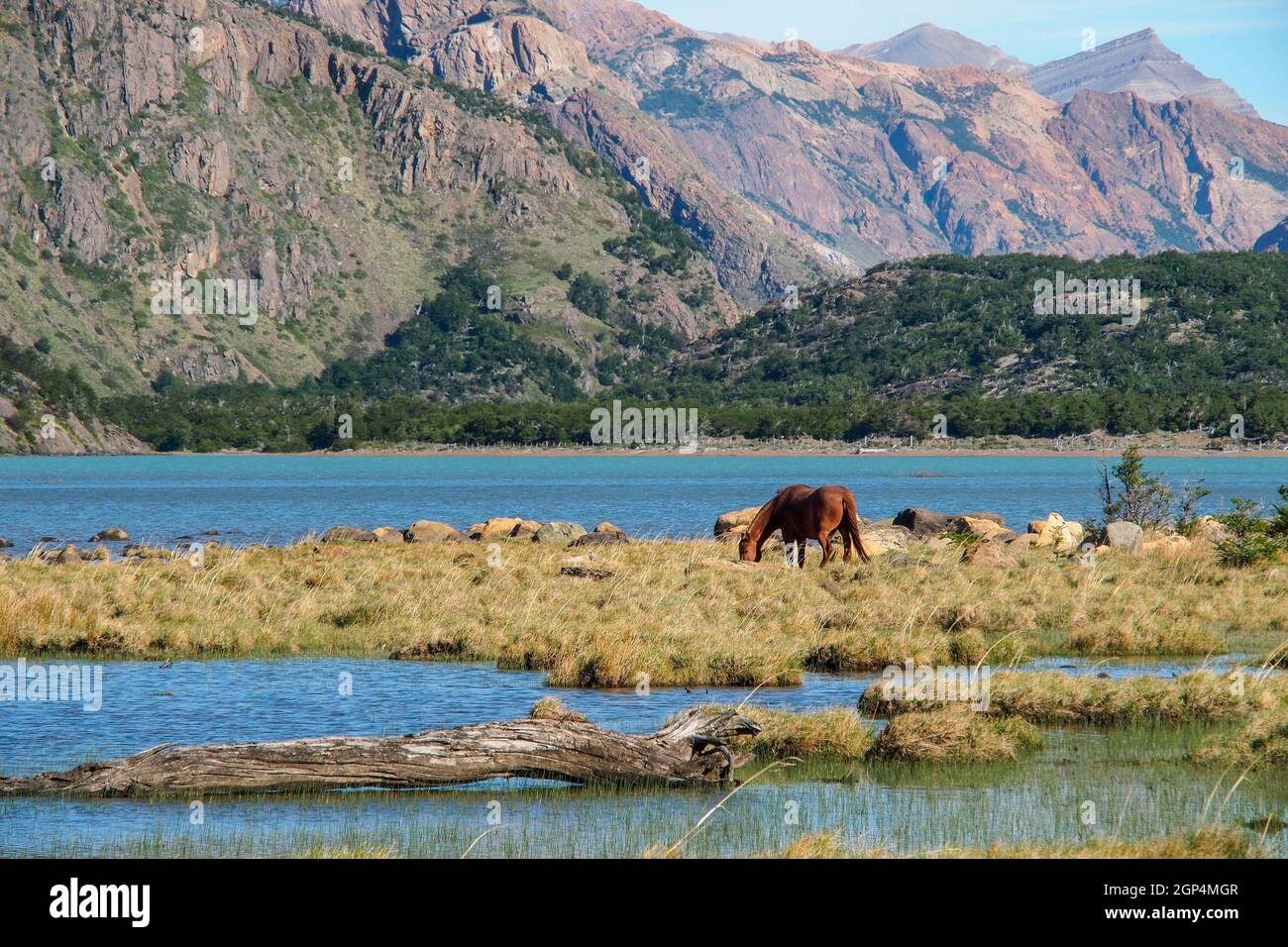 beautiful patagonia scenery with lakes, mountains and a horse near El Chalten, Argentina Stock Photo