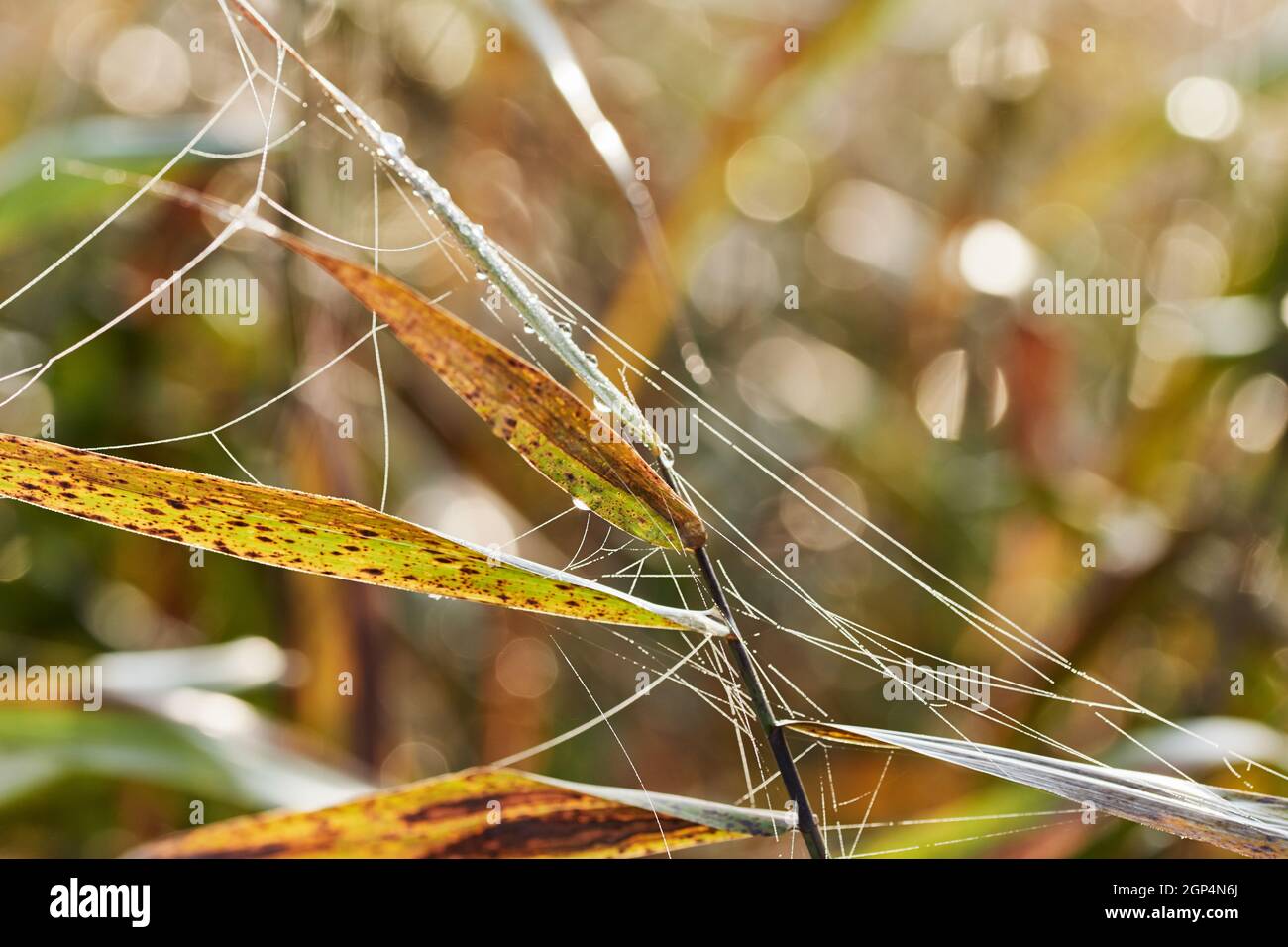 Colourful reed leaves with spider web and dew drops in beautiful sunlight. Stock Photo