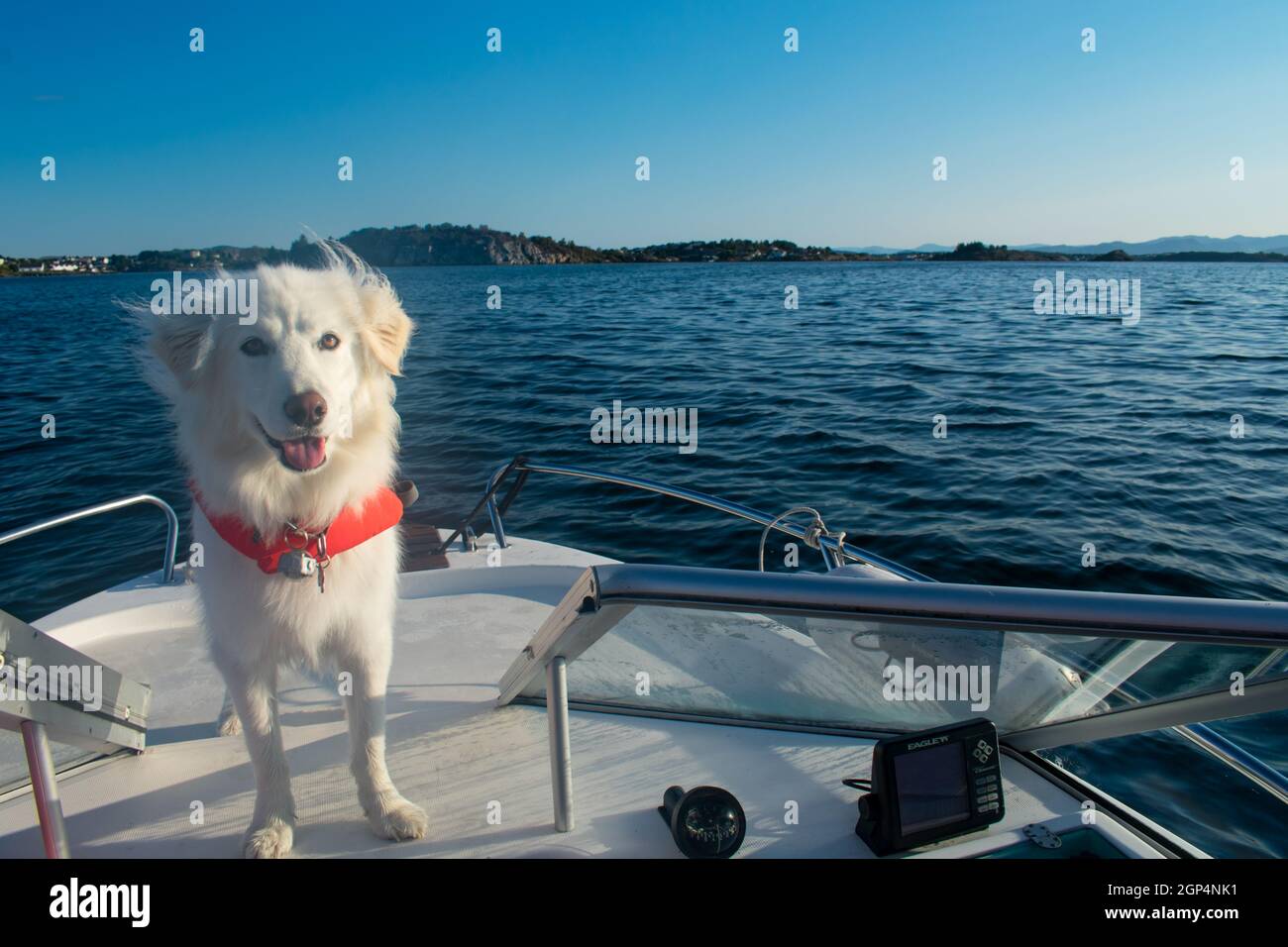White Husky Dog On Motor Boat Wearing Orange Lifejacket with Water in Background Stock Photo