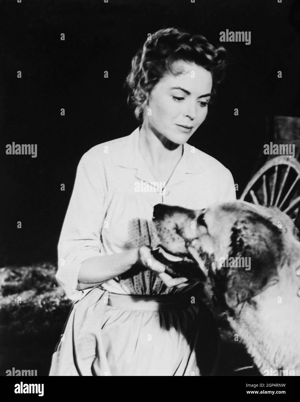 OLD YELLER, Dorothy McGuire, 1957 Stock Photo Alamy