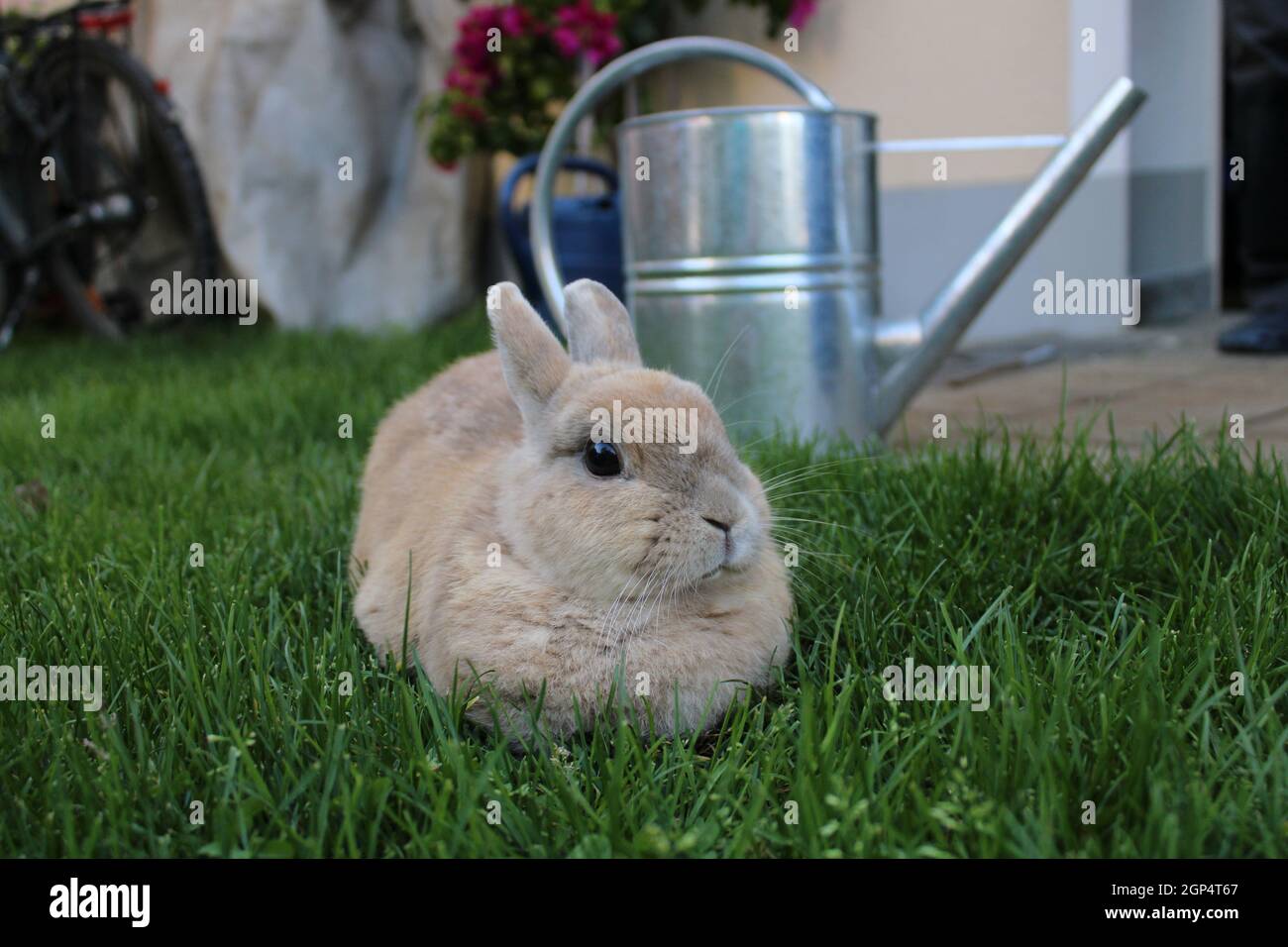 Small brown rabbit sitting the grass Stock Photo