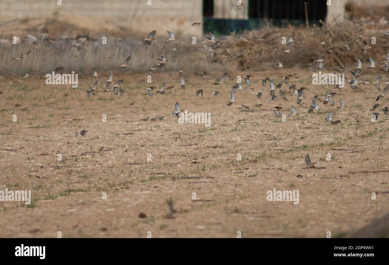 Common linnets Carduelis cannabina and Eurasian tree sparrow Passer ...