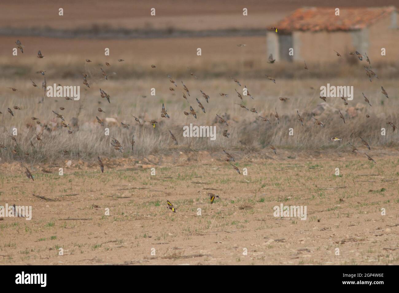 Common linnets, Eurasian tree sparrows and European goldfinches flying. Gallocanta Lagoon Natural Reserve. Aragon. Spain. Stock Photo