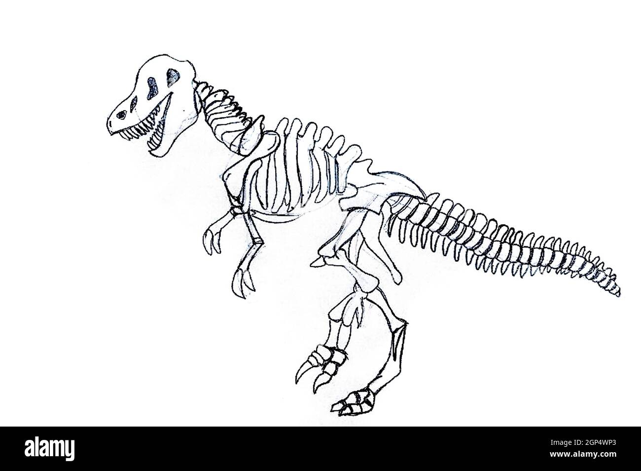 t rex bones drawing - Google Search  Dinosaur drawing, Skull drawing,  Skeleton drawings
