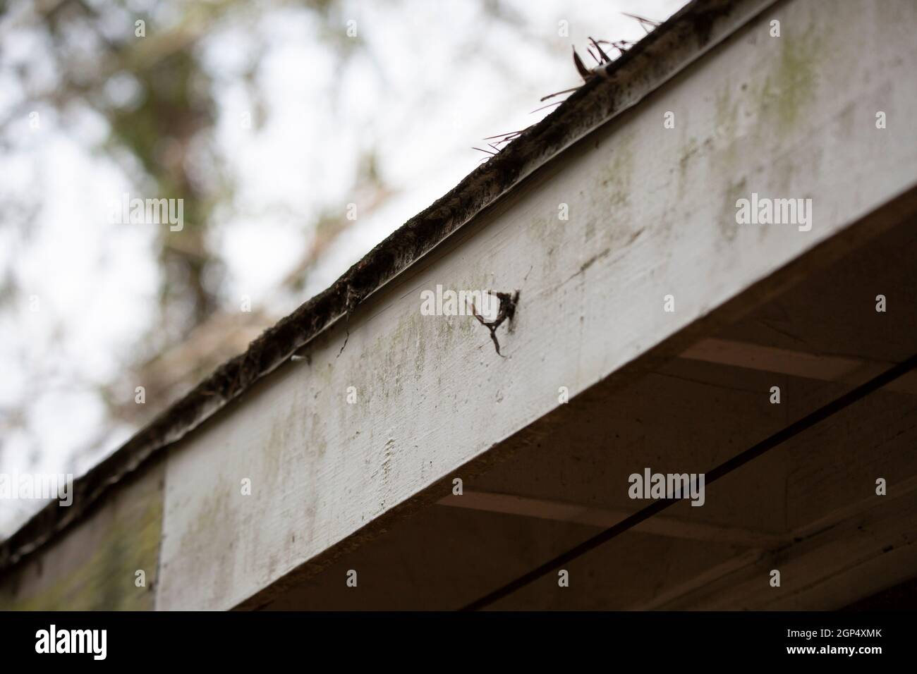 Leaves peeking over the edge of roof shingles Stock Photo - Alamy