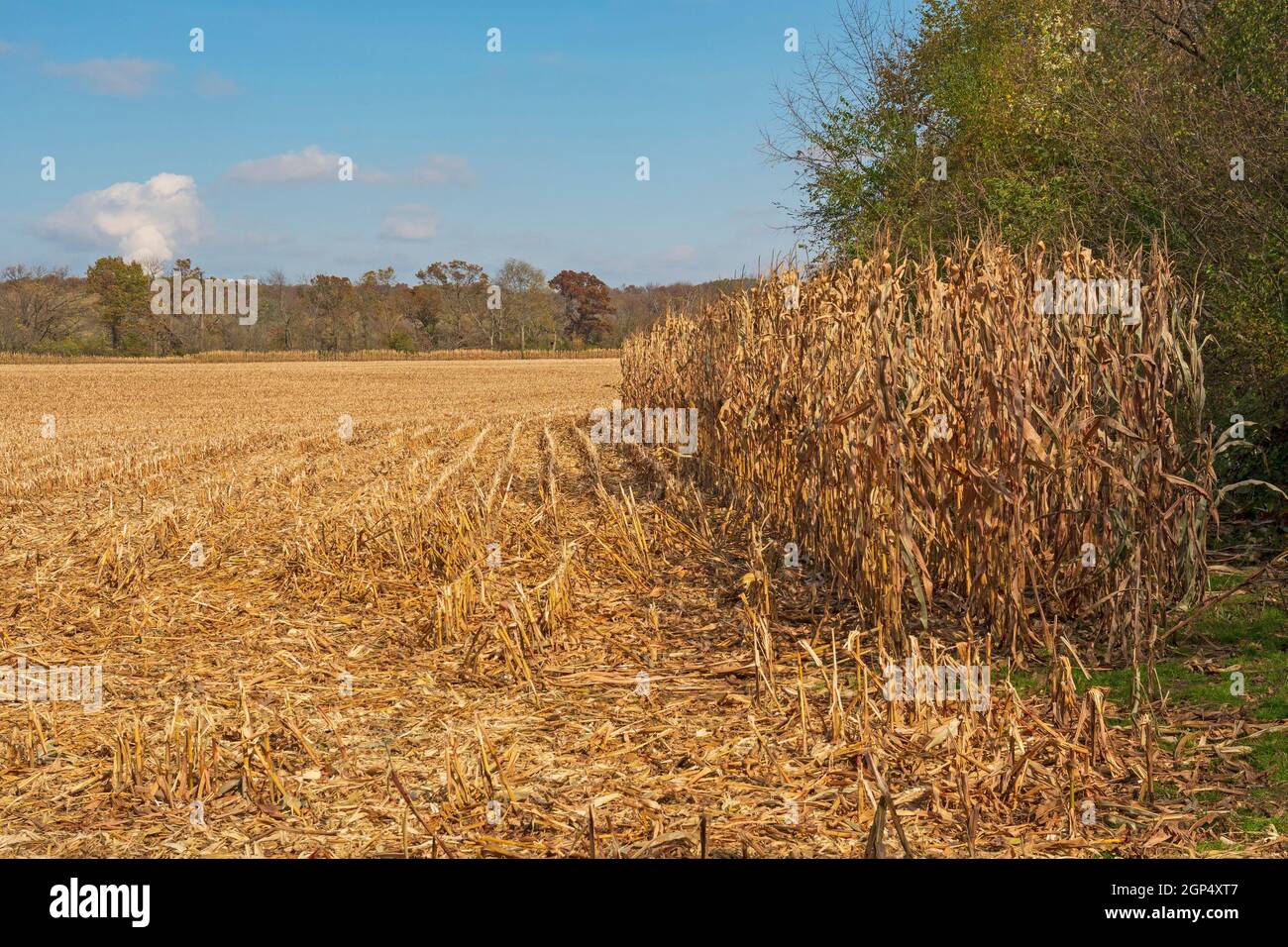 Edge of a Freshly Cut Corn Field in the Fall in Lowden Miller State Forest in Illinois Stock Photo
