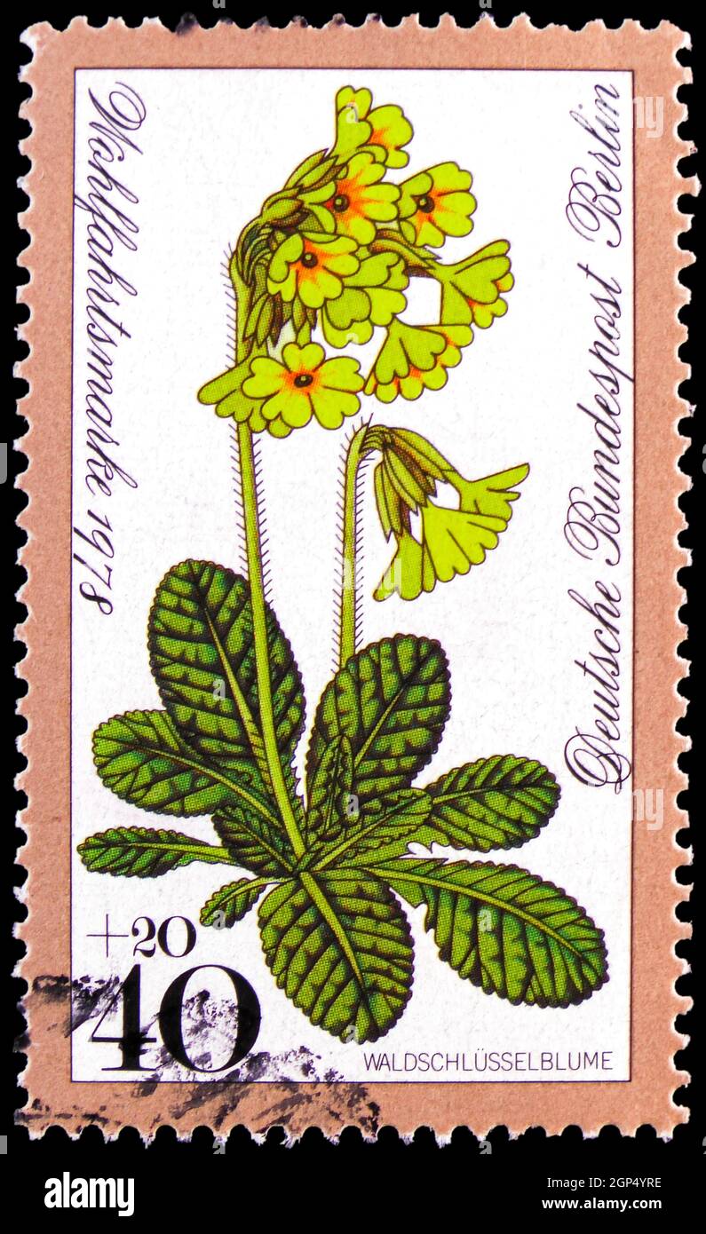 MOSCOW, RUSSIA - AUGUST 4, 2021: Postage stamp printed in Germany, Berlin, shows Oxlip (Primula elatior), Welfare: Forest flowers serie, circa 1978 Stock Photo